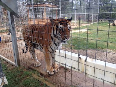 Greater Wynnewood Exotic Animal Park