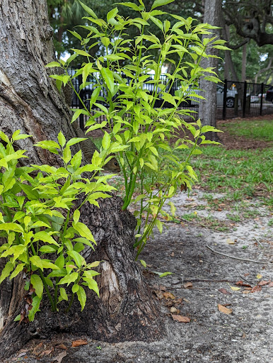 Park «Josiah Cephus Weaver Park», reviews and photos, 1258 Bayshore Blvd, Dunedin, FL 34698, USA