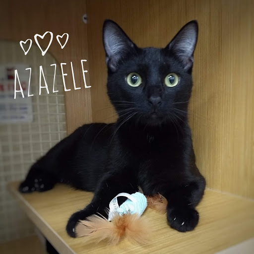 Pet Supply Store «Petco Animal Supplies», reviews and photos, 1500 N Town E Blvd, Mesquite, TX 75150, USA