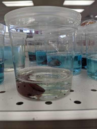 Discount Store «One Stop Bargain (99 cents store)», reviews and photos, 7920 Florence Ave, Downey, CA 90240, USA