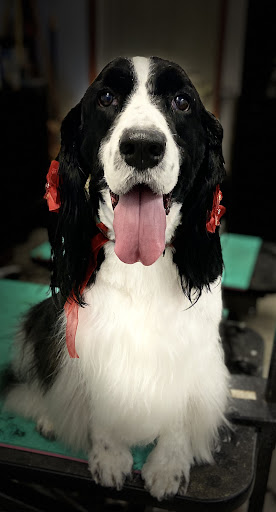 Pet Groomer «Pupperdups», reviews and photos, 30901 Stagecoach Blvd #104, Evergreen, CO 80439, USA