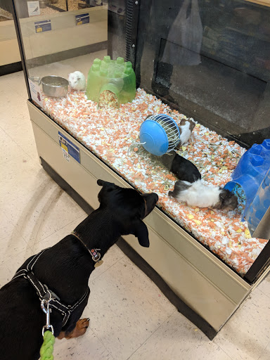 Pet Supply Store «PetSmart», reviews and photos, 198 Promenade Blvd, Flowood, MS 39232, USA