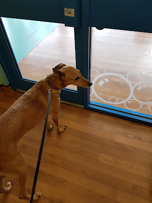 Vets for Pets - Bury