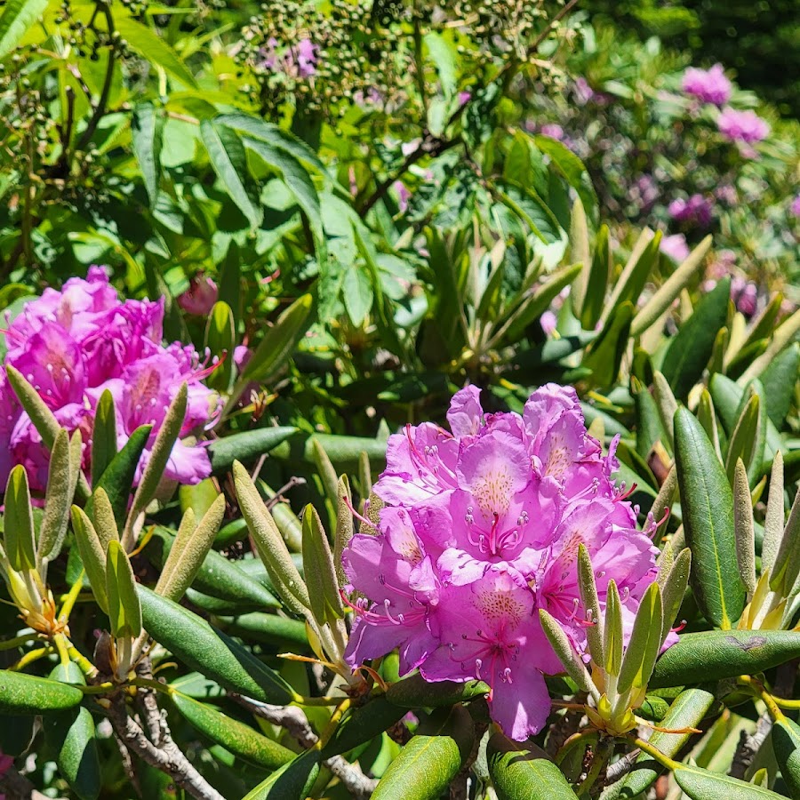 Rhododendron Gardens