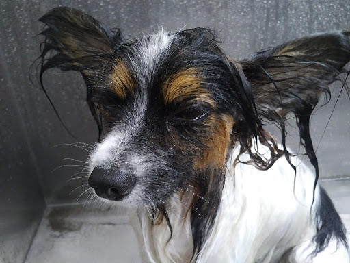 Pet Supply Store «Lemos Feed & Pet Supply», reviews and photos, 1320 Main St, Morro Bay, CA 93442, USA