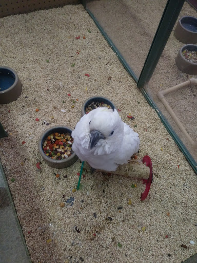 Pet Store «Petland Plano», reviews and photos, 1301 Custer Rd #405, Plano, TX 75075, USA