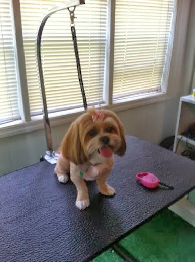 Pet Groomer «Pause 4 Paws Pet Grooming And Hotel», reviews and photos, 3770 W County Line Rd, Douglasville, GA 30135, USA