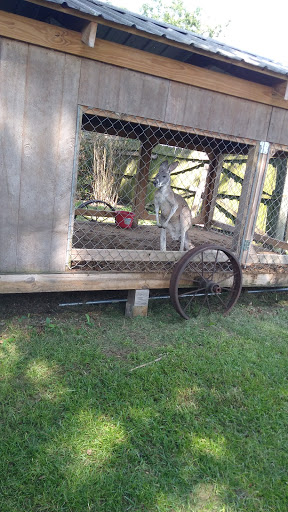 Flying Pigs Petting Zoo and Pony Rides