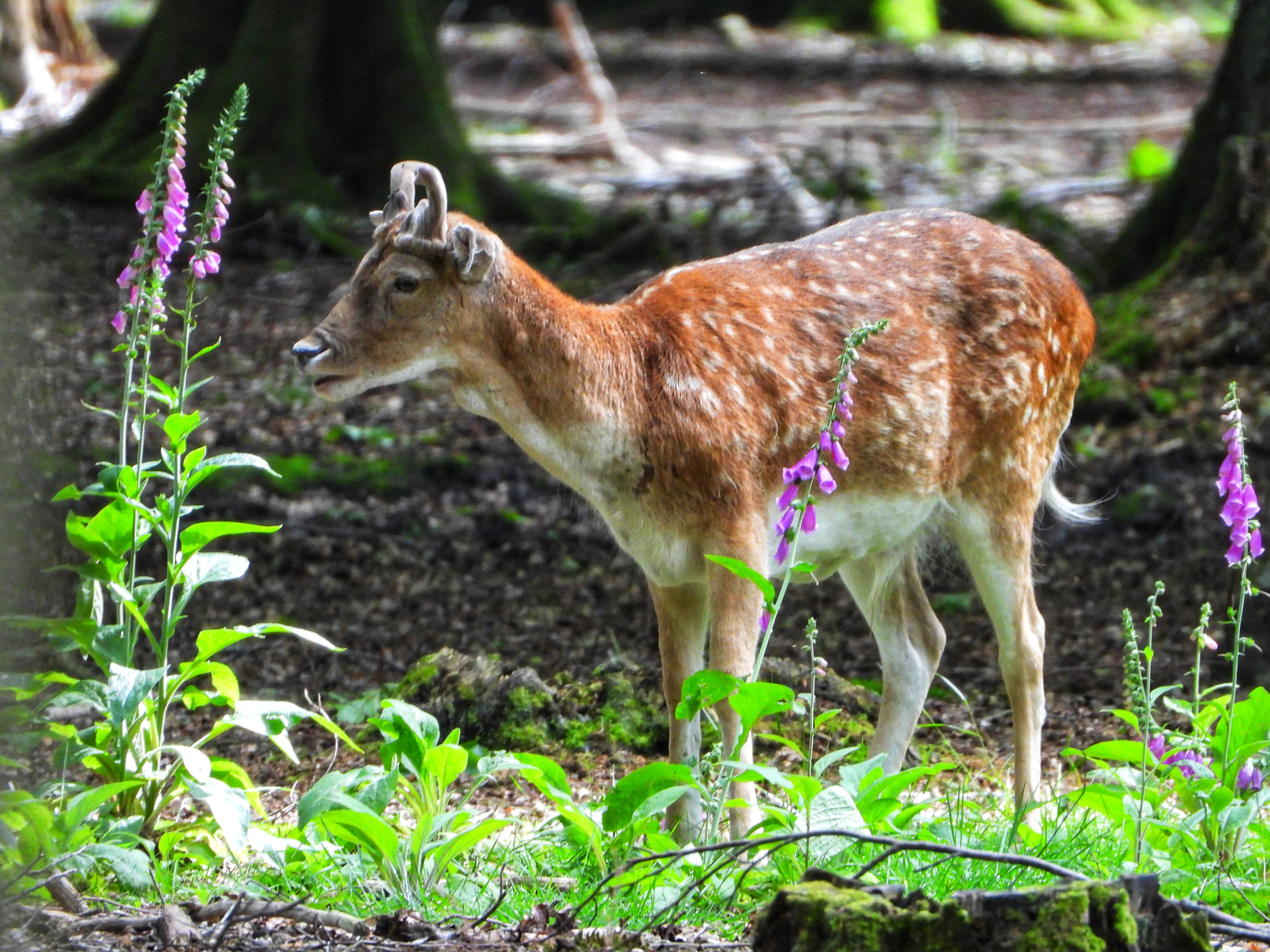 Photo n° 3 de l'avis de Mathias.e fait le 19/06/2019 à 08:05