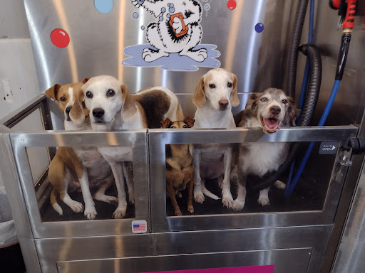 Pet Groomer «Belly scRubs Self Service Pet Wash», reviews and photos, 119 WV-34 #1, Hurricane, WV 25526, USA