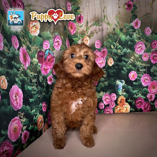 Pet Store «Puppy Love», reviews and photos, 4802 Valley View Blvd NW Uf290, Roanoke, VA 24012, USA