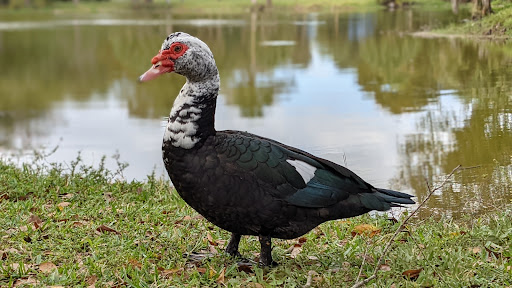 Park «Easterlin Park», reviews and photos, 1000 NW 38th St, Oakland Park, FL 33309, USA