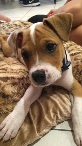 Pet Supply Store «Petco Animal Supplies», reviews and photos, 103 Commerce Way a, Woburn, MA 01801, USA