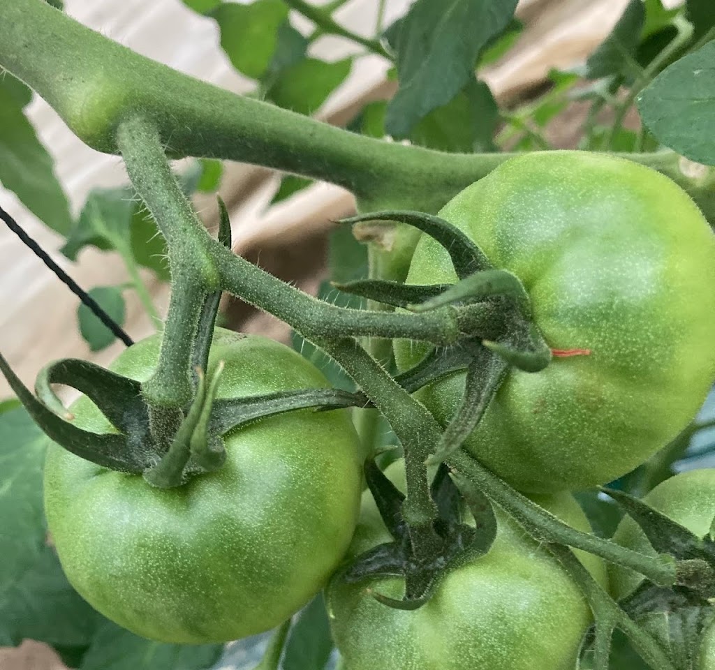 はぎわらとまと