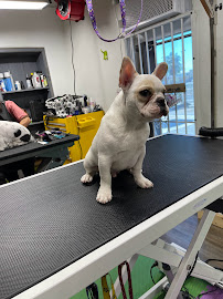 Doggy Shop Grooming - Photo 7 - Car repair in Las Cruces, NM, Las Cruces