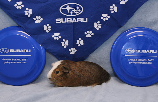 Subaru Dealer «Ganley Subaru East», reviews and photos, 28840 Euclid Ave, Wickliffe, OH 44092, USA
