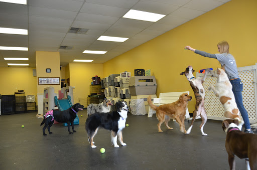 All About Dogs Grooming Salon & Daycare