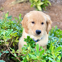 Happy Tails, NC: Dog Walking & Pet Sitting - Photo 1 - Car repair in Wilmington, NC, Wilmington