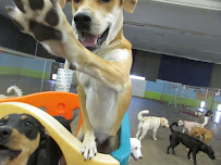 Doggyland Daycare & Boarding - Photo 5 - Car repair in Spokane Valley, WA, Spokane