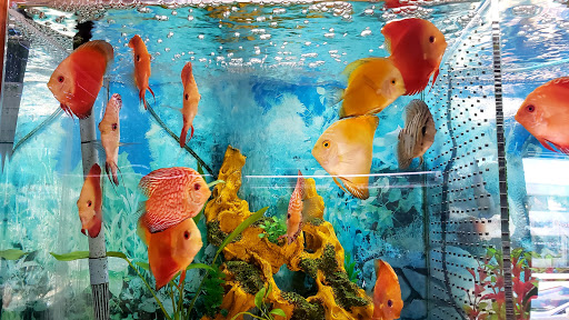 Tropical Fish Store «Rosemead Aquarium», reviews and photos, 9123 Valley Blvd, Rosemead, CA 91770, USA