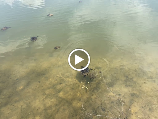 Golf Course «Stonebrook Golf Club», reviews and photos, 3200 Cobblestone Dr, Pace, FL 32571, USA