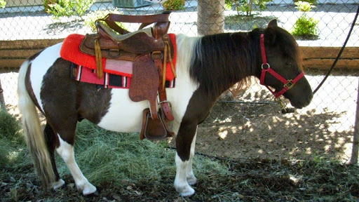 Snow's Pony Ride & Petting Zoo