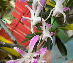 Jungut Guest house photo