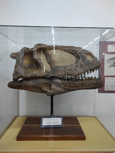 Museo de Paleontología | F.C.E.F. y N.