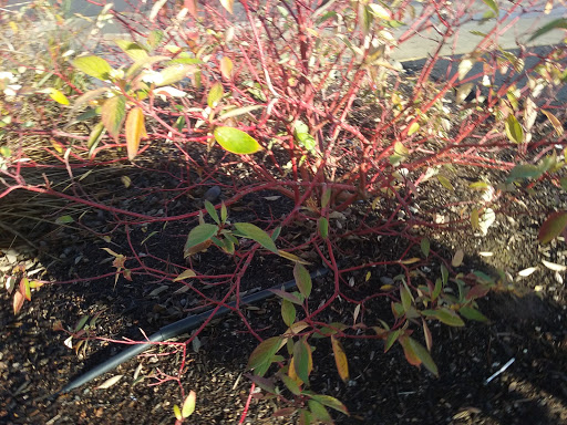 Pet Supply Store «Mini Pet Mart», reviews and photos, 815 S Broadway, Coos Bay, OR 97420, USA