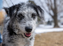 Paws to Pixels Photography - Photo 2 - Car repair in Spartanburg, SC, Spartanburg