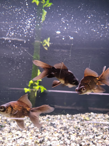 Pet Supply Store «Pet Quarters», reviews and photos, 486 Payne Rd, Scarborough, ME 04074, USA