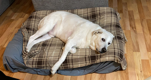 Pet Supply Store «Pet Supplies Plus», reviews and photos, 6030 Central Ave Suite A, Portage, IN 46368, USA