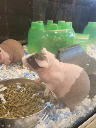 Pet Supply Store «PetSmart», reviews and photos, 6622 Charlotte Pike Suite 108, Nashville, TN 37209, USA