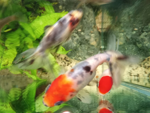 Tropical Fish Store «Aquarium Zen», reviews and photos, 920 NE 64th St, Seattle, WA 98115, USA