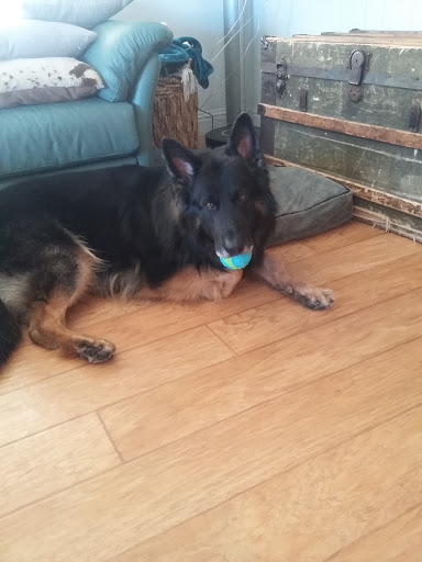 Pet Supply Store «PetSmart», reviews and photos, 6675 S Virginia St, Reno, NV 89511, USA