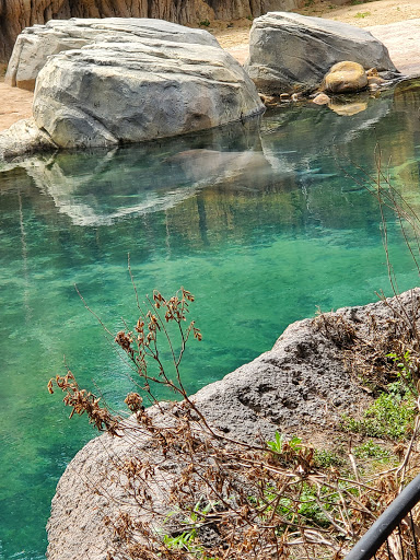 Zoo «Dallas Zoological Society», reviews and photos, 650 S R L Thornton Fwy, Dallas, TX 75203, USA