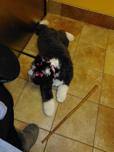 Pet Supply Store «PetSmart», reviews and photos, 7663 Arundel Mills Blvd, Hanover, MD 21076, USA