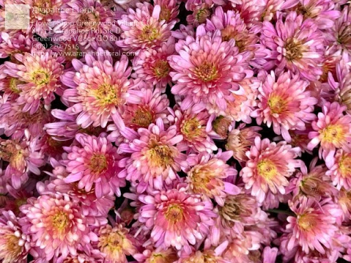 Florist «Arapahoe Floral», reviews and photos, 8577 E Arapahoe Rd, Greenwood Village, CO 80112, USA