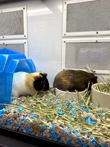 Pet Supply Store «Petco Animal Supplies», reviews and photos, 22000 Dulles Retail Plaza #110, Sterling, VA 20166, USA