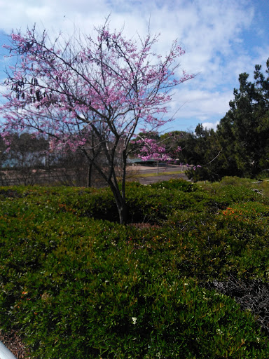 Park «Mike Ward Community Park Woodbridge», reviews and photos, 20 Lake Rd, Irvine, CA 92604, USA