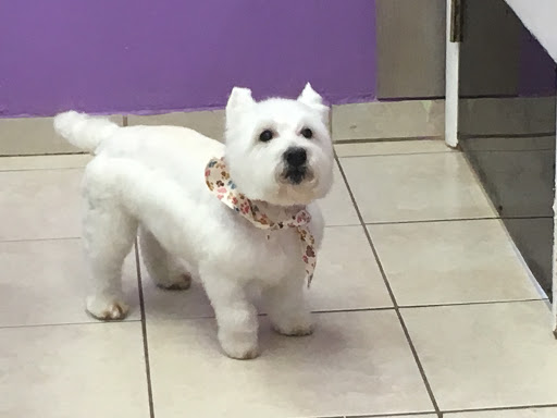 Pet Groomer «Mario`s Pet Grooming & Boutique», reviews and photos, 708 SE 17th St, Fort Lauderdale, FL 33316, USA