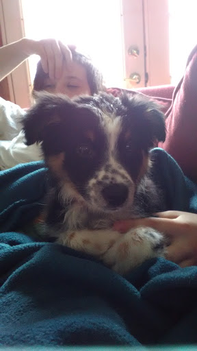 Pet Store «Gentle Jungle Pet Store», reviews and photos, 470 Lewis Ave, Meriden, CT 06451, USA