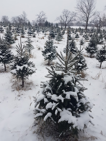 Forestells' Christmas Trees