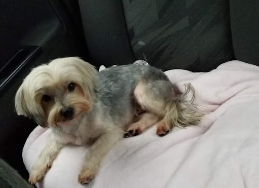 Pet Supply Store «Petco Animal Supplies», reviews and photos, 4139 US Hwy 98 N, Lakeland, FL 33809, USA