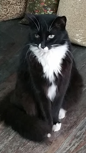 Pet Supply Store «Park Feed Store & Pet Supply», reviews and photos, 5775 Park Blvd N, Pinellas Park, FL 33781, USA