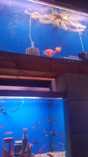 Tropical Fish Store «Midway Tropical Fish & Pets», reviews and photos, 24101 Pacific Hwy S, Kent, WA 98032, USA