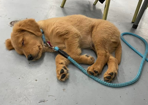 Auto Body Shop «Trew Auto Body Inc», reviews and photos, 3700 W Loxie Eagans Blvd, Bremerton, WA 98312, USA