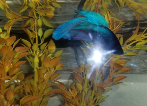 Pet Store «Animart Pet Store», reviews and photos, 1600 N Spring St, Beaver Dam, WI 53916, USA