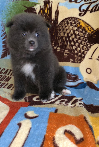 Pet Store «Pet Supermarket, Inc.», reviews and photos, 2446 N University Dr, Coral Springs, FL 33065, USA