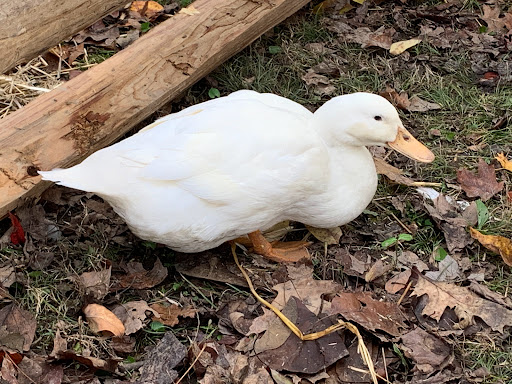 Historical Landmark «Locust Grove», reviews and photos, 561 Blankenbaker Ln, Louisville, KY 40207, USA